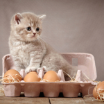 easter-cat-eggs